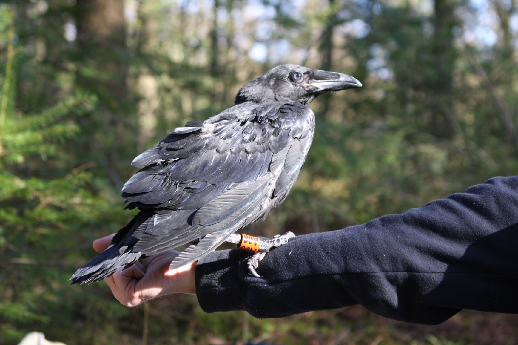 Jonge raaf (Nederland). Foto van Ravenwerkgroep.